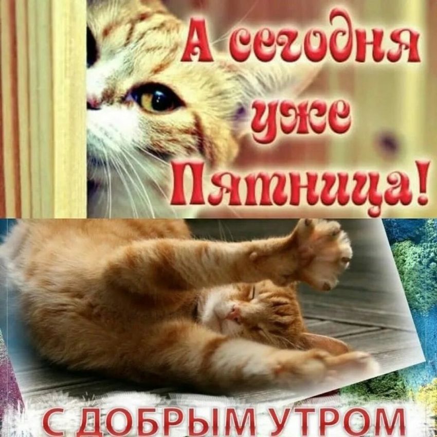 Котики доброе утро прикольные с