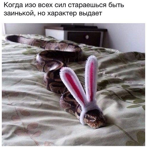 Прикольный зайка