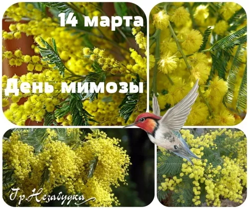 8 марта, жёлтые мимозы