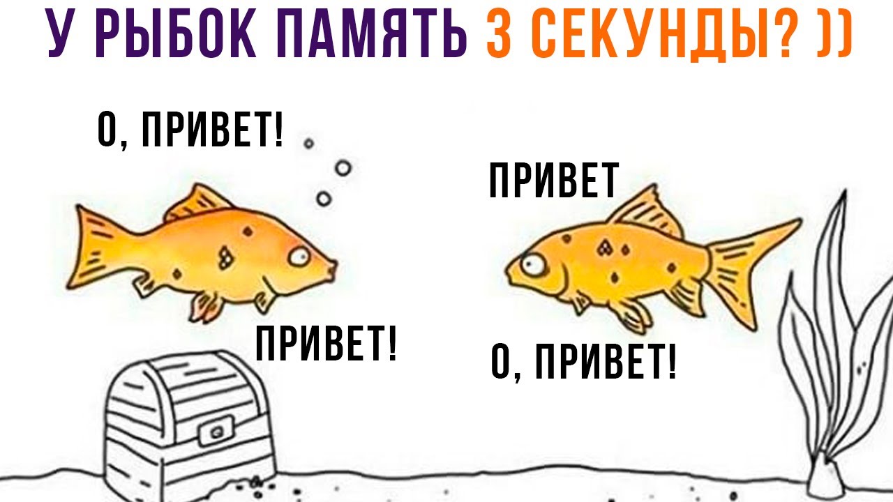 Гальчук Андрей Петрович, Яценко Татьяна: Почему кит не рыба