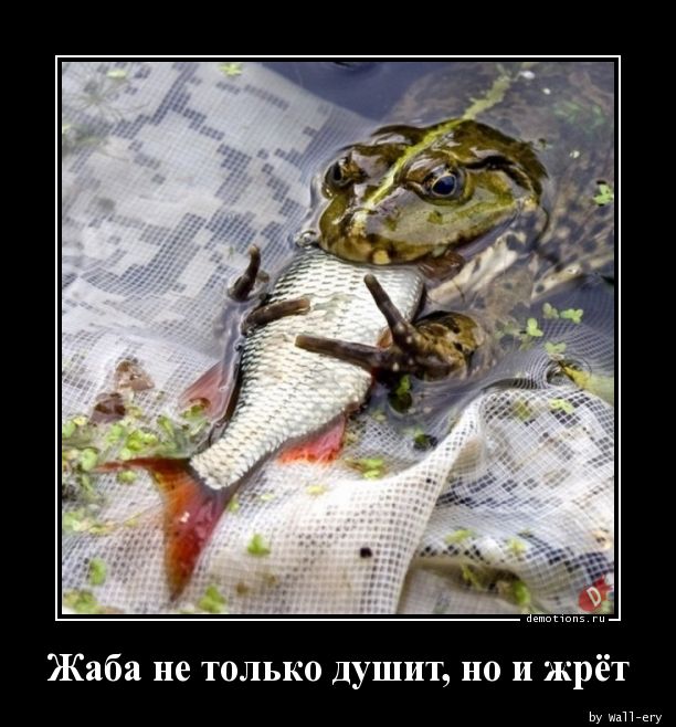 Жаба душит – ZooPicture.ru