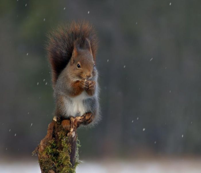 Белки – прикольные милахи! 🐿🐿🐿 Утром в парке 