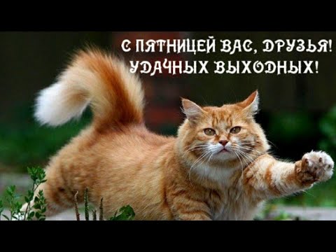 Смешная открытка с пятницей и «хороших выходных»