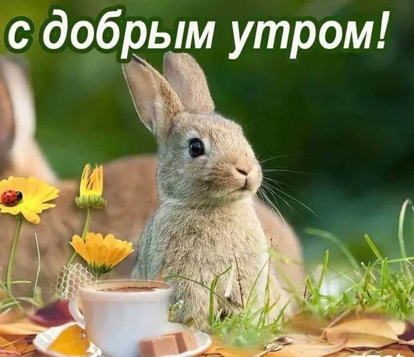 Необычные картинки С добрым утром 💌✨☕