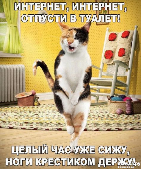 СКОЛЬКО КОТОВ НА ФОТО?))) Приколы с котами | Мемозг 790