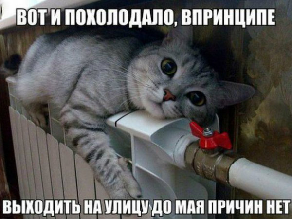 Коты и кошки