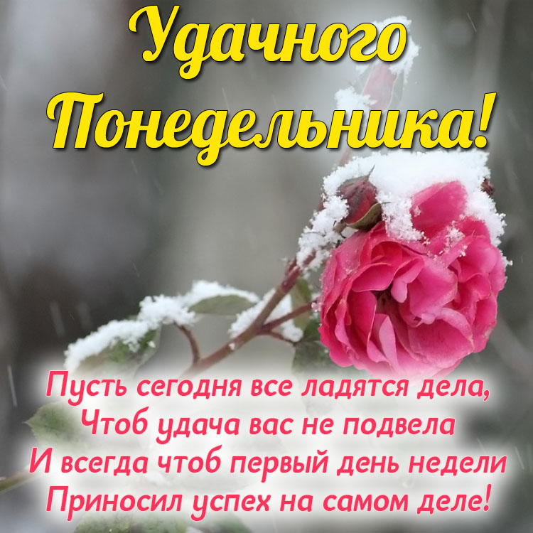 80+ пожеланий с добрым утром понедельника в картинках и