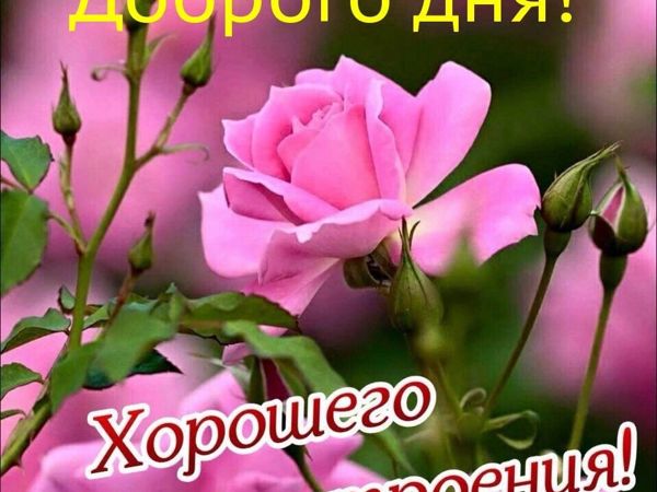 Удачной среды! 🦋 Поздравление со средой и пожеланиями