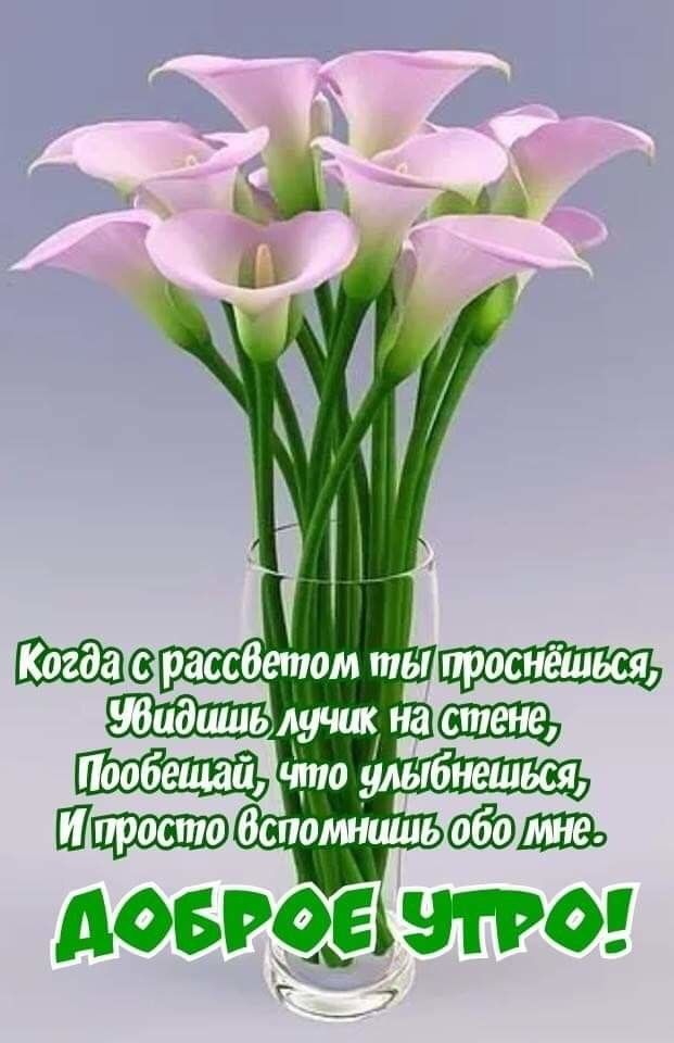 🐇🌼🕊 С добрым утром,