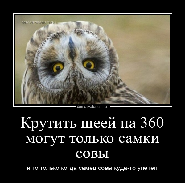 ЛУЧШИЕ ПРИКОЛЫ/СМЕШНЫЕ И МИЛЫЕ СОВЫ🦉😹