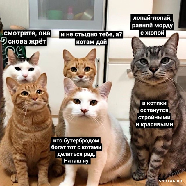 Смешные кошки,коты,котята: Дневник