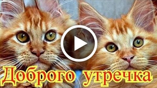 Приколы с котами! Смешные коты с ОЗВУЧКОЙ! СМЕШНЫЕ ЖИВОТНЫЕ