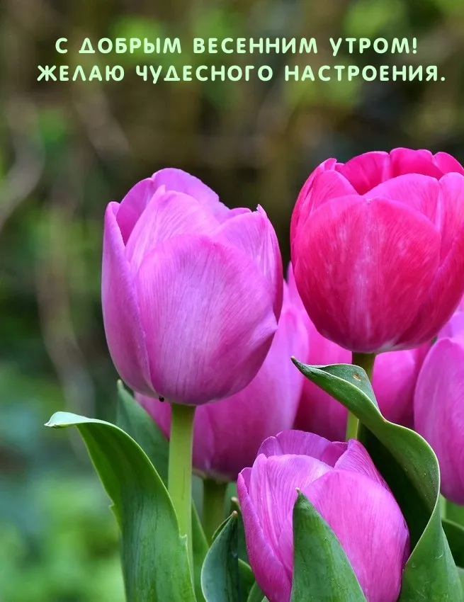 Доброе воскресное весеннее утро картинки