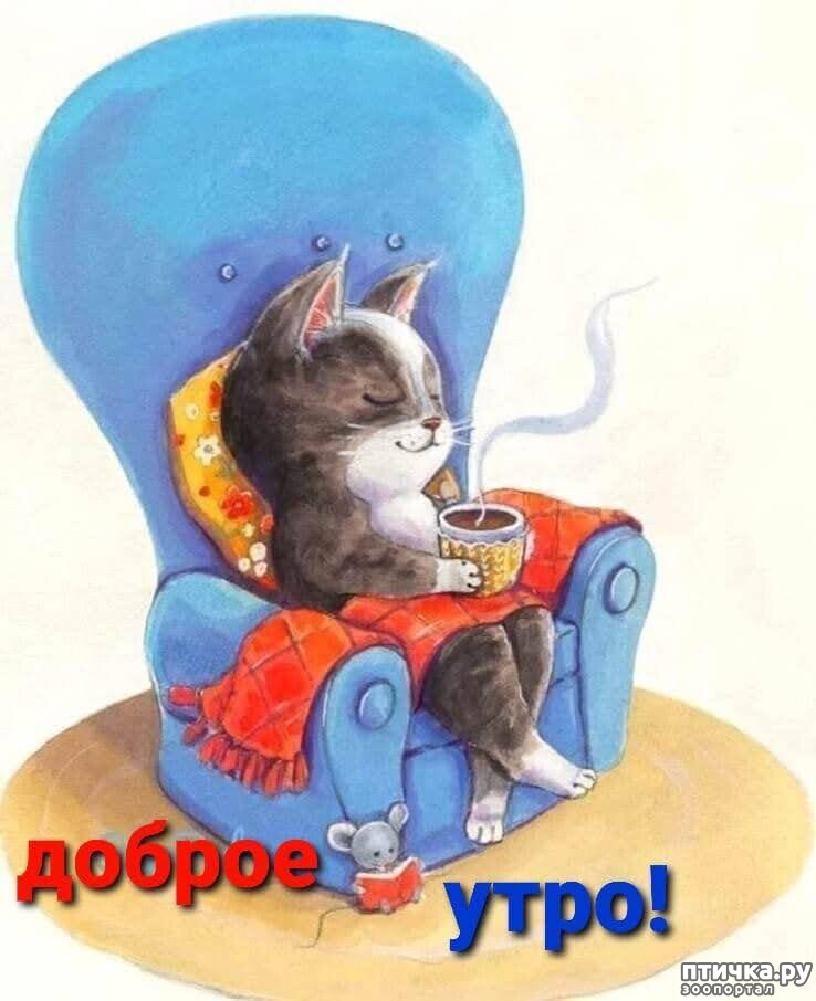 Открытки с котятами доброе утро 