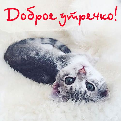 Картинки с котами для пожелания доброго