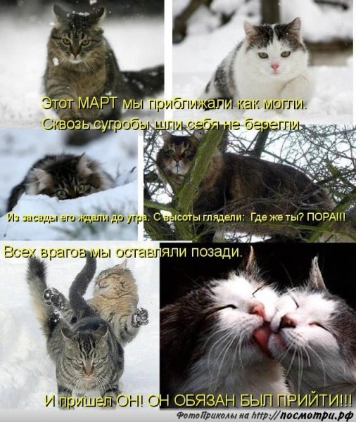 Коты мартовские