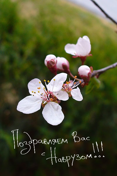 Навруз 2024 Праздник Весны🌷 Праздник Навруз🌷 Поздравления с