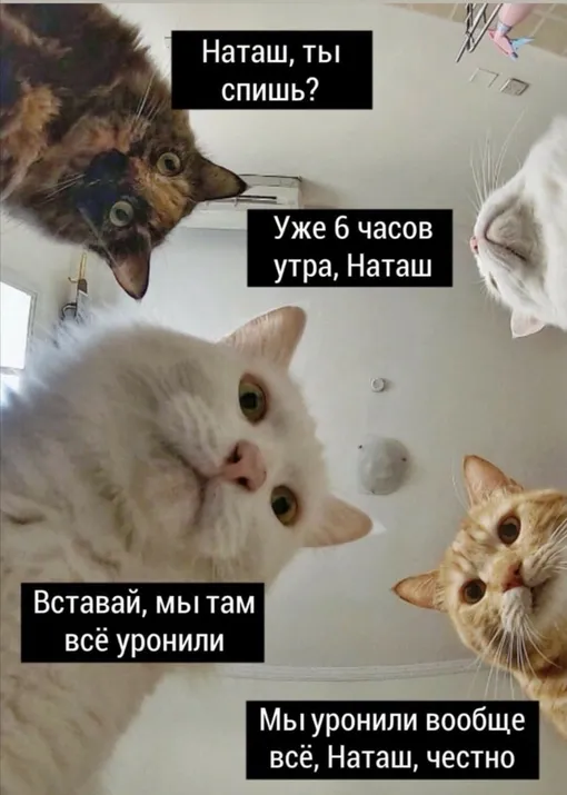 Приколы с котами! Смешные коты с ОЗВУЧКОЙ! СМЕШНЫЕ ЖИВОТНЫЕ