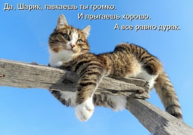 Доброе утро котик картинки