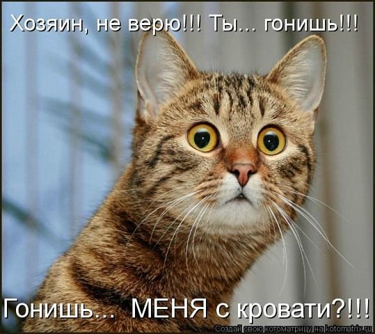 Смешные мемы с котами