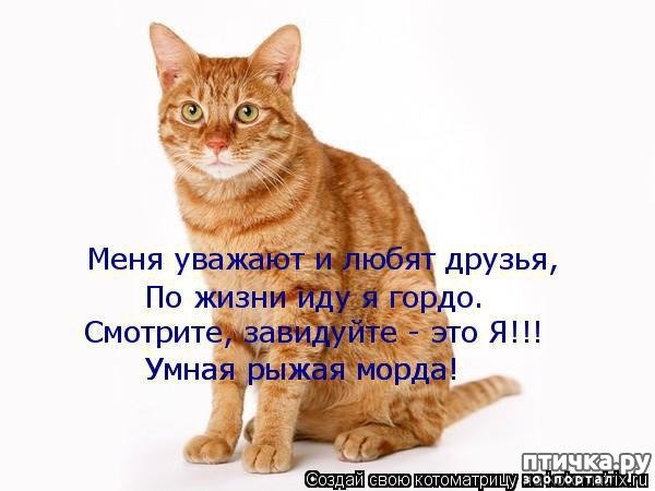 Декобокс. Крутые коты 40*50см