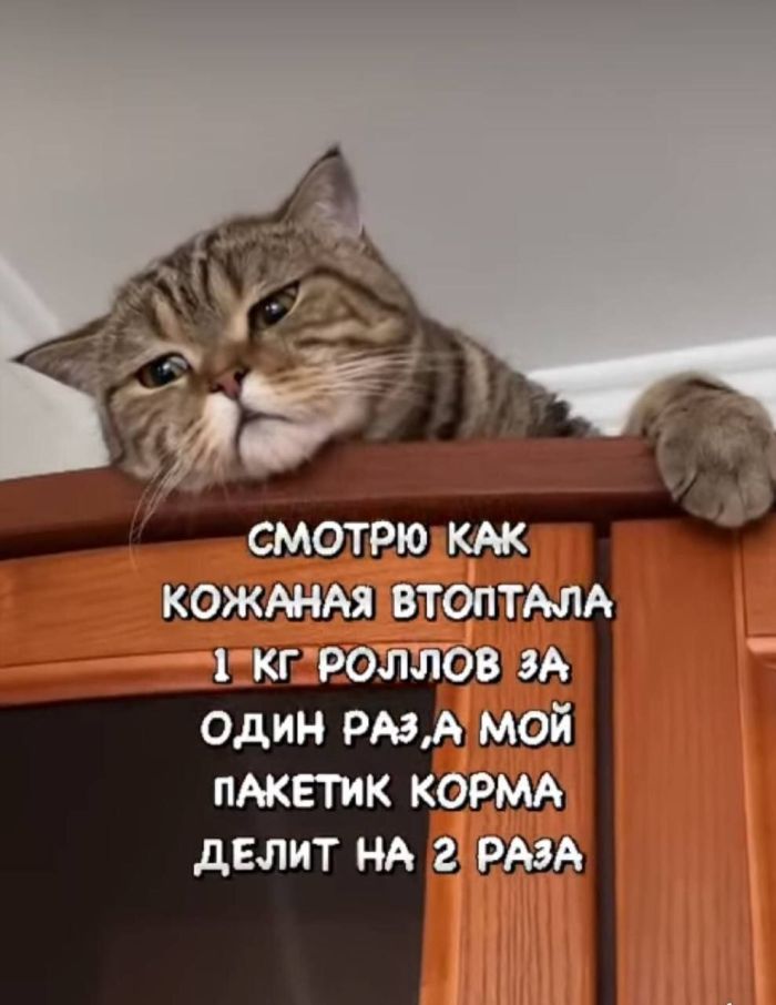 Прикольные коты » Триникси