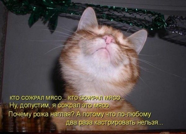 Смешные Коты Изображения – скачать