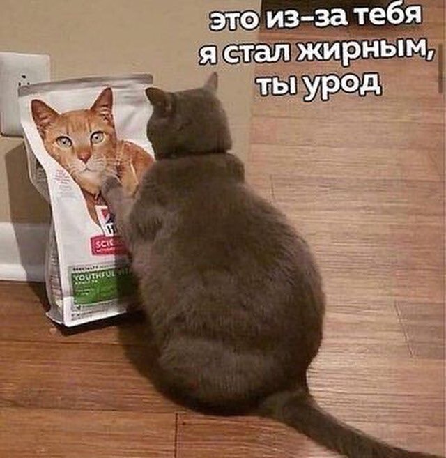 Прикольные кото