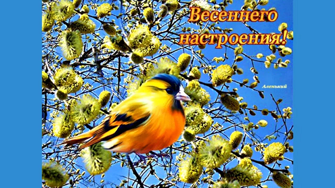 Весеннего настроения!🌼 | Открытки Тедди