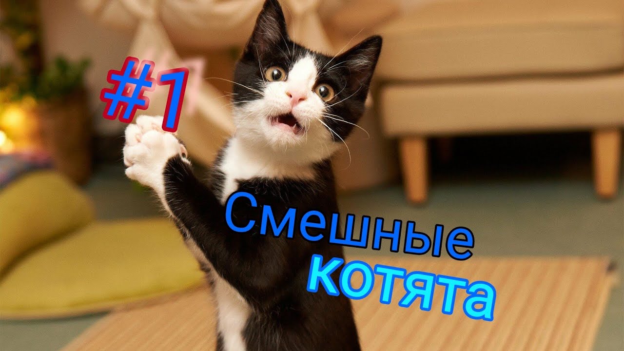 Смешные Котята До Слёз | TikTok