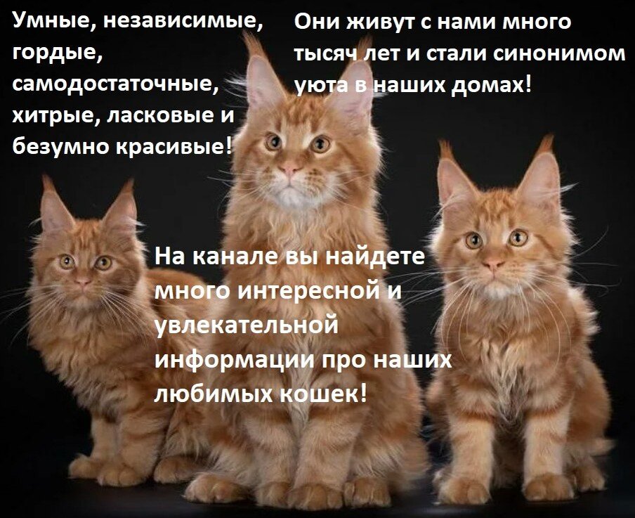 Крутые коты | Пикабу