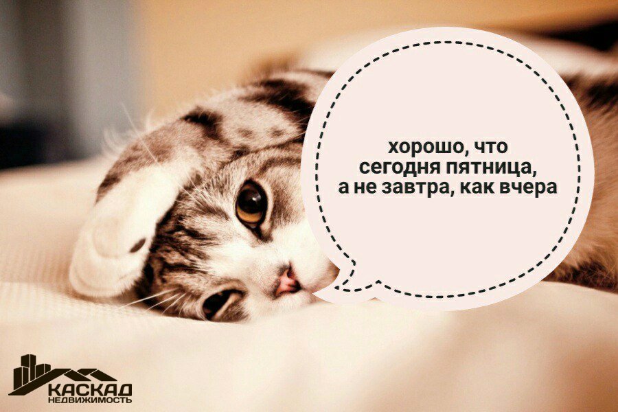 Открытки с котятами прикольные 