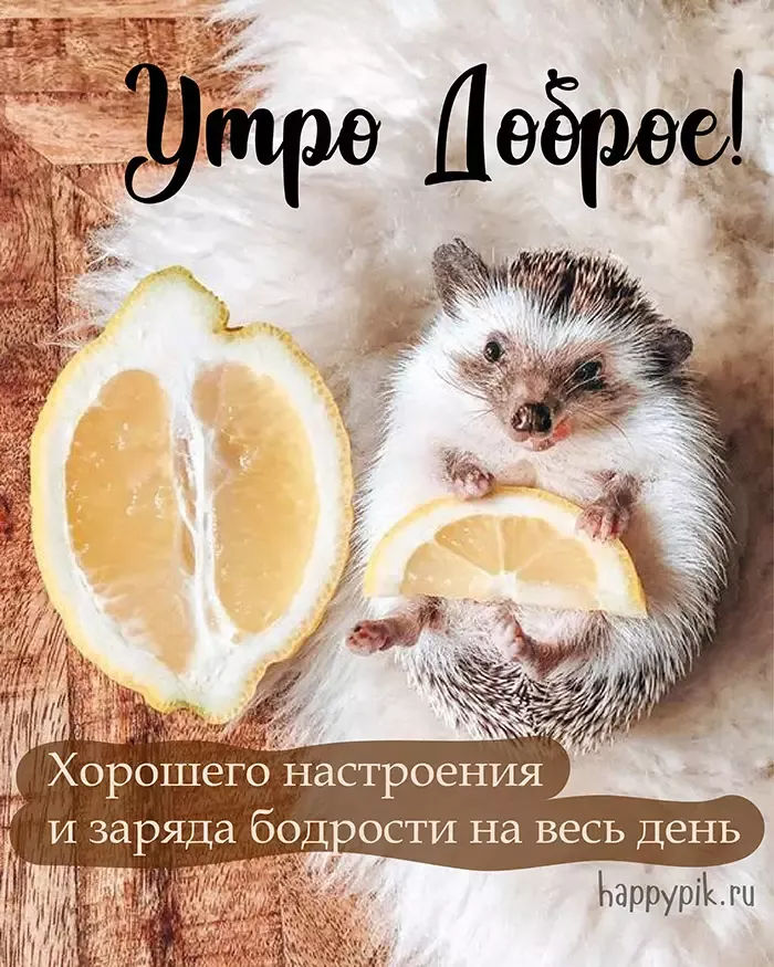 Смешные картинки Good morning на английском языке