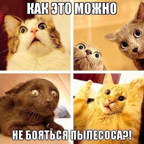 Забавные котики 