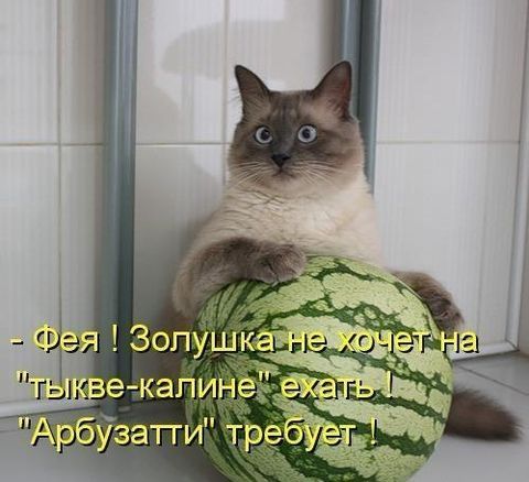 Крутые коты | Пикабу