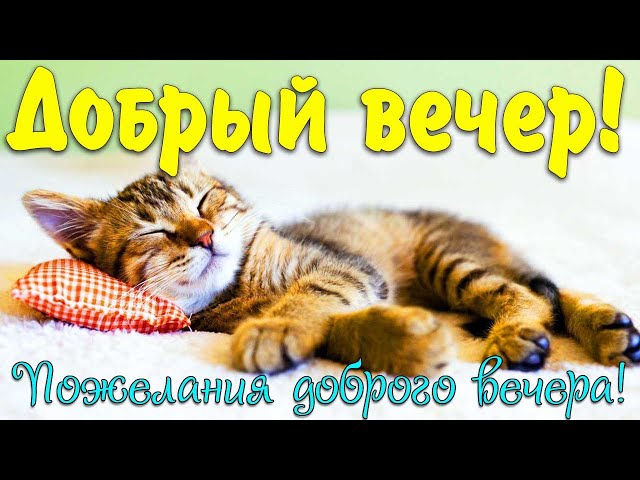 Картинки Прикольные Доброго вечера🌙 скачать бесплатно!