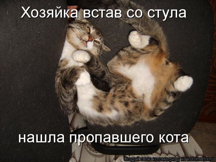 Смешные Коты 