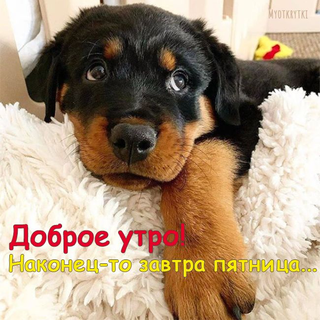 Доброе утро с животными