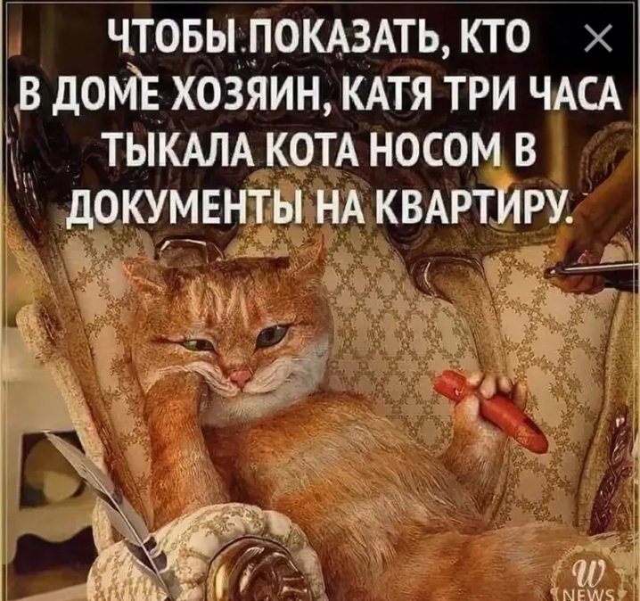 Скачать картинки Смешные коты, стоковые фото Смешные коты в