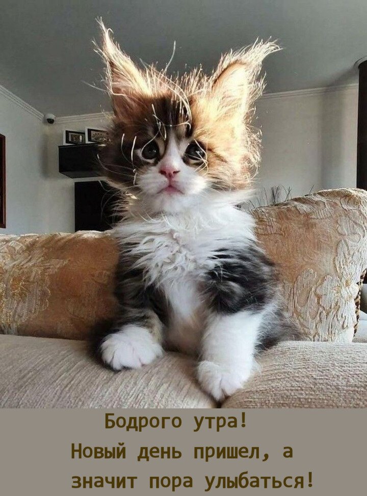 😹Коты 2022 смешные кошки. 😹Новые приколы с котами до слез