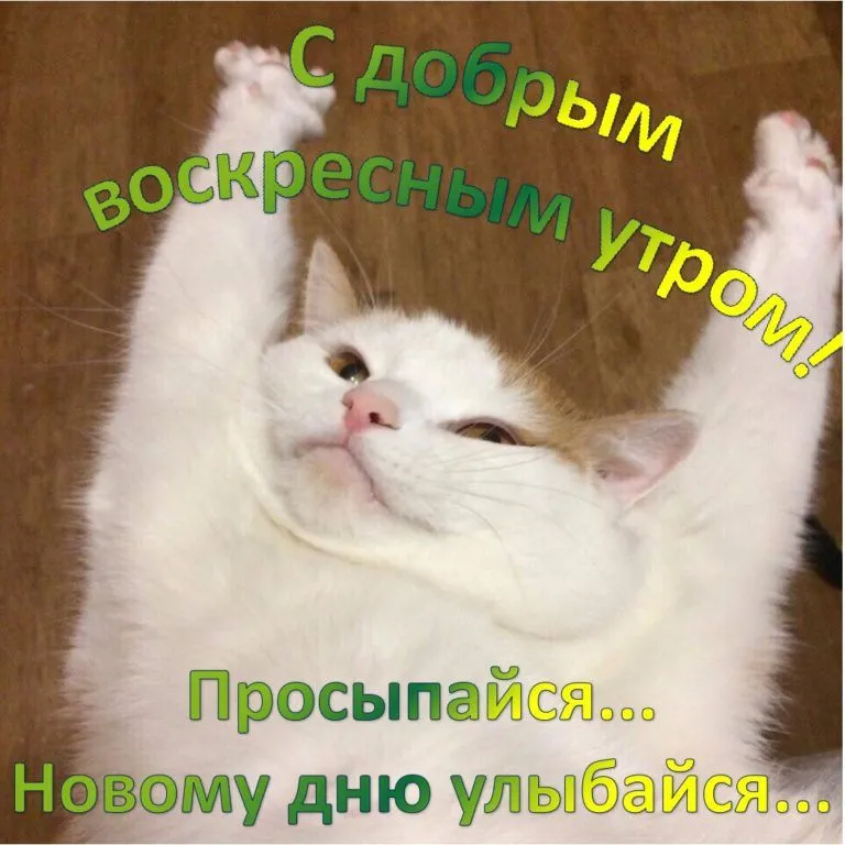 юмор приколы смешное кот | #утро #еда #корм #кот #пес