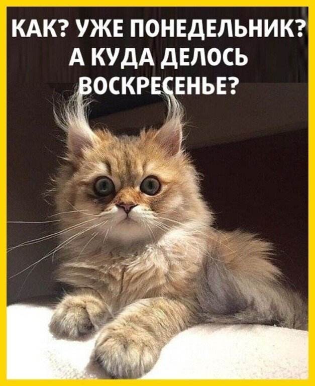 Прикольные коты с добрым утром 