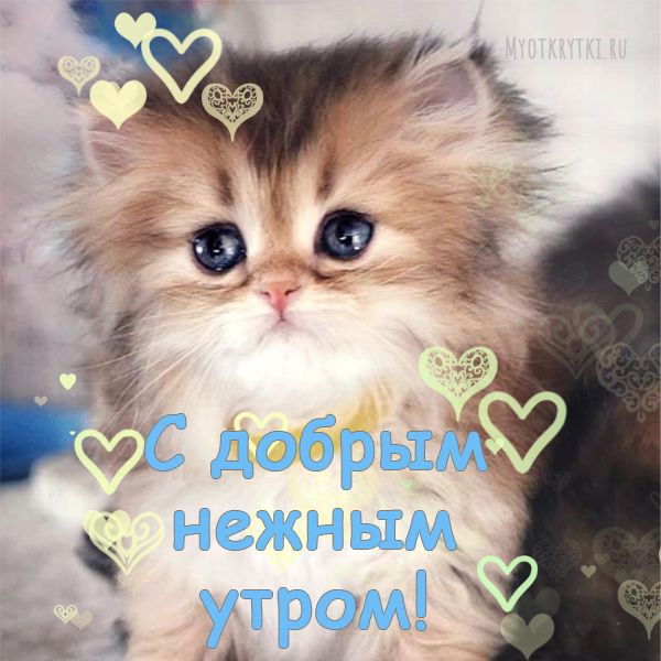 Котики Доброе Утро | TikTok