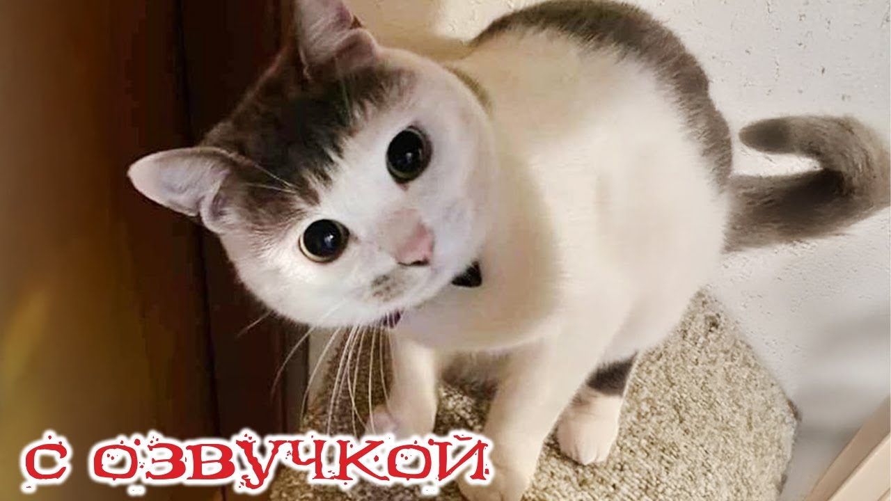 Приколы с котами! С ОЗВУЧКОЙ! ТАКИЕ