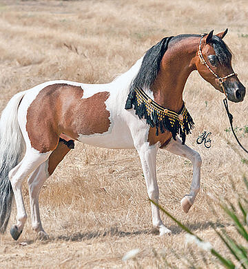 Более 34 400 работ на тему «Smiling Horse»: стоковые фото