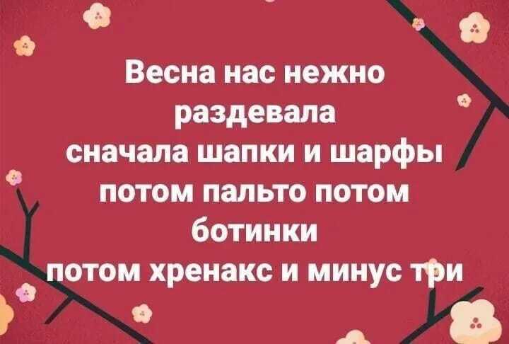 Смешные картинки котят с надписями