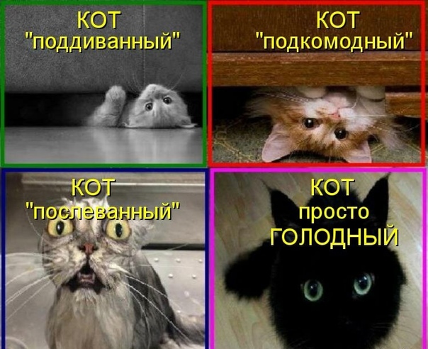 😹Коты 2022 смешные котики. 😹Новые приколы с котами до слез