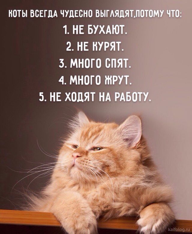 Коты и кошки