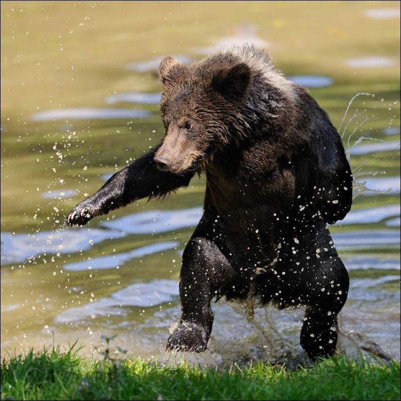 Animals bears funny sitting smiling . Смешные фотографии