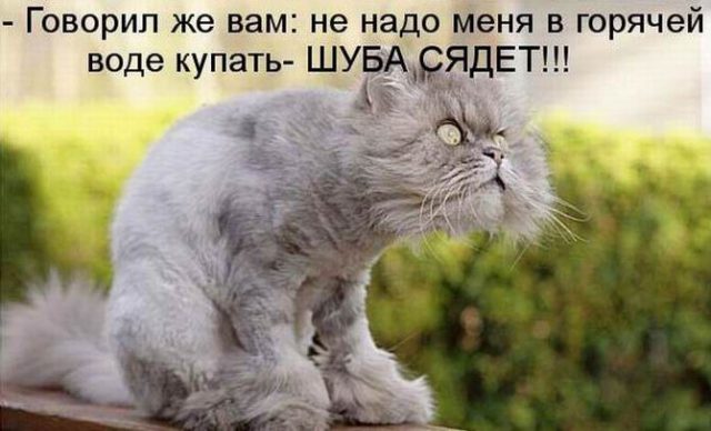 Смешные коты 2023 лучшие приколы с котами, кошки, животные